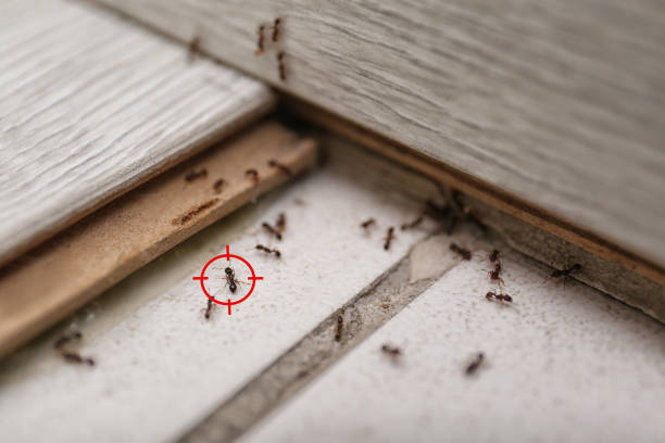 Best Bed Bug Extermination  in Woodstown, NJ