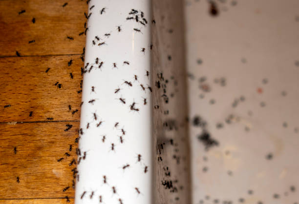 Best Exterminator Services  in Woodstown, NJ
