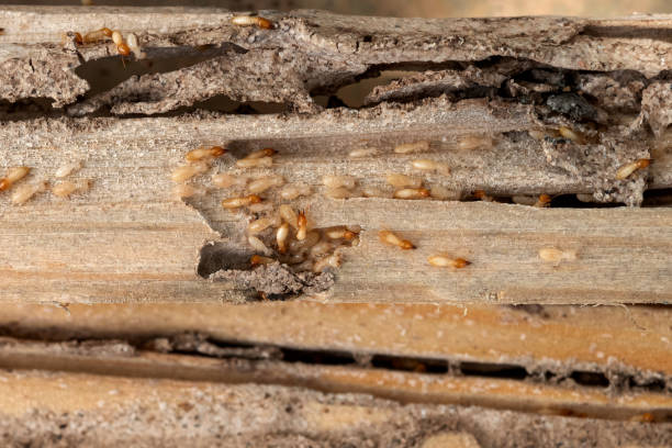 Best Local Pest Control Services  in Woodstown, NJ