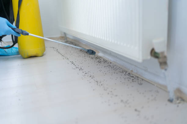 Best Ant Control Services  in Woodstown, NJ