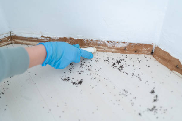 Best Insect Control  in Woodstown, NJ